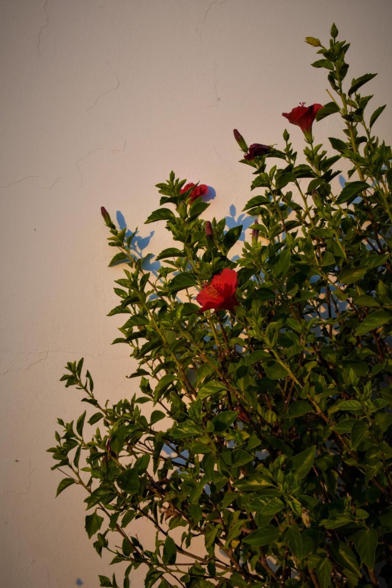 Villa Maniati Studios Agios Petros  Exterior photo
